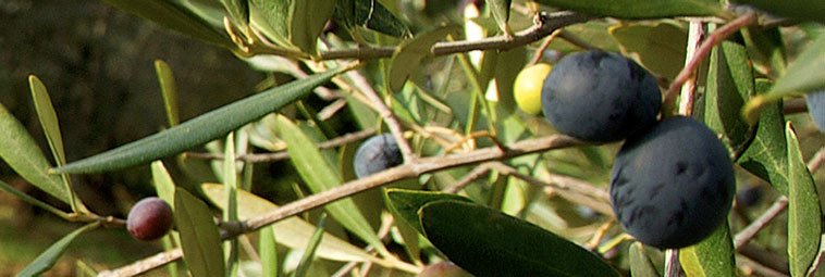 dettaglio olive in primo piano